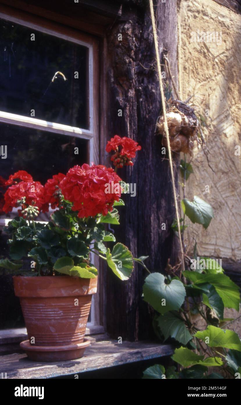 a beautiful shot of geranium flowers in a pot by a window sill Stock ...