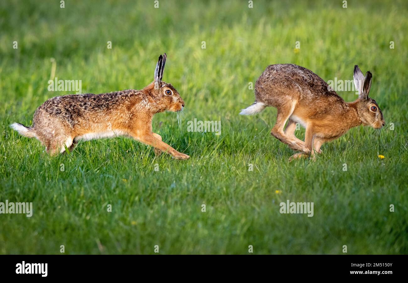 Two rabbits jumping hi-res stock photography and images - Alamy