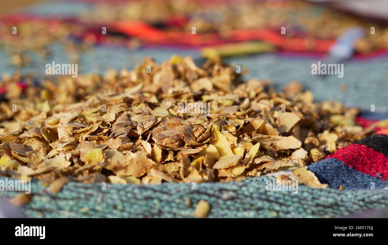A pile of Ginger roots peeled with knife over chopping block. Ginger or ...