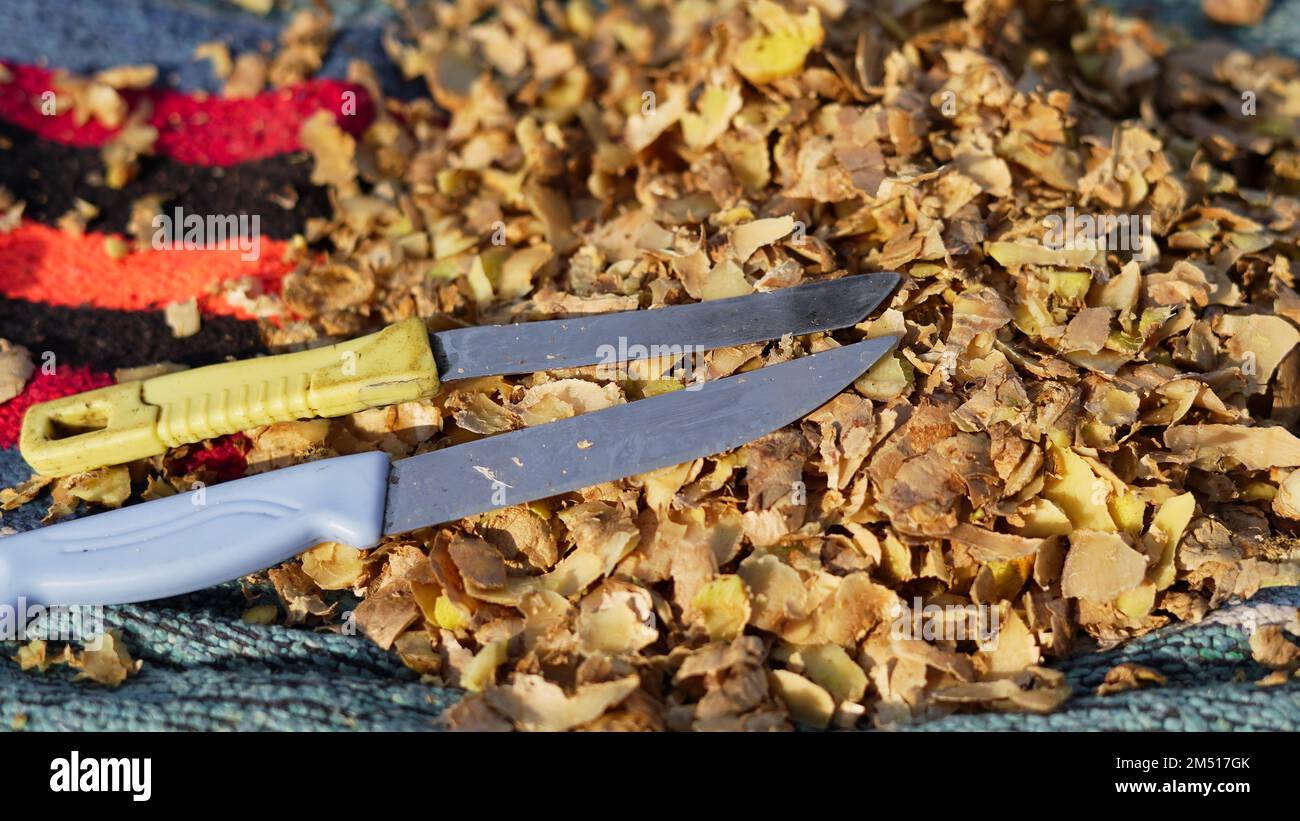A pile of Ginger roots peeled with knife over chopping block. Ginger or ...