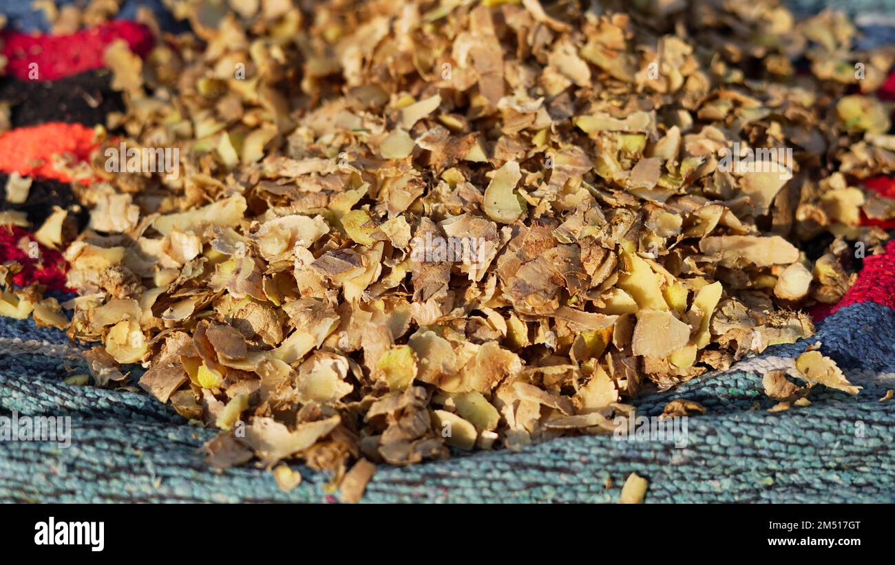 A pile of Ginger roots peeled with knife over chopping block. Ginger or ...