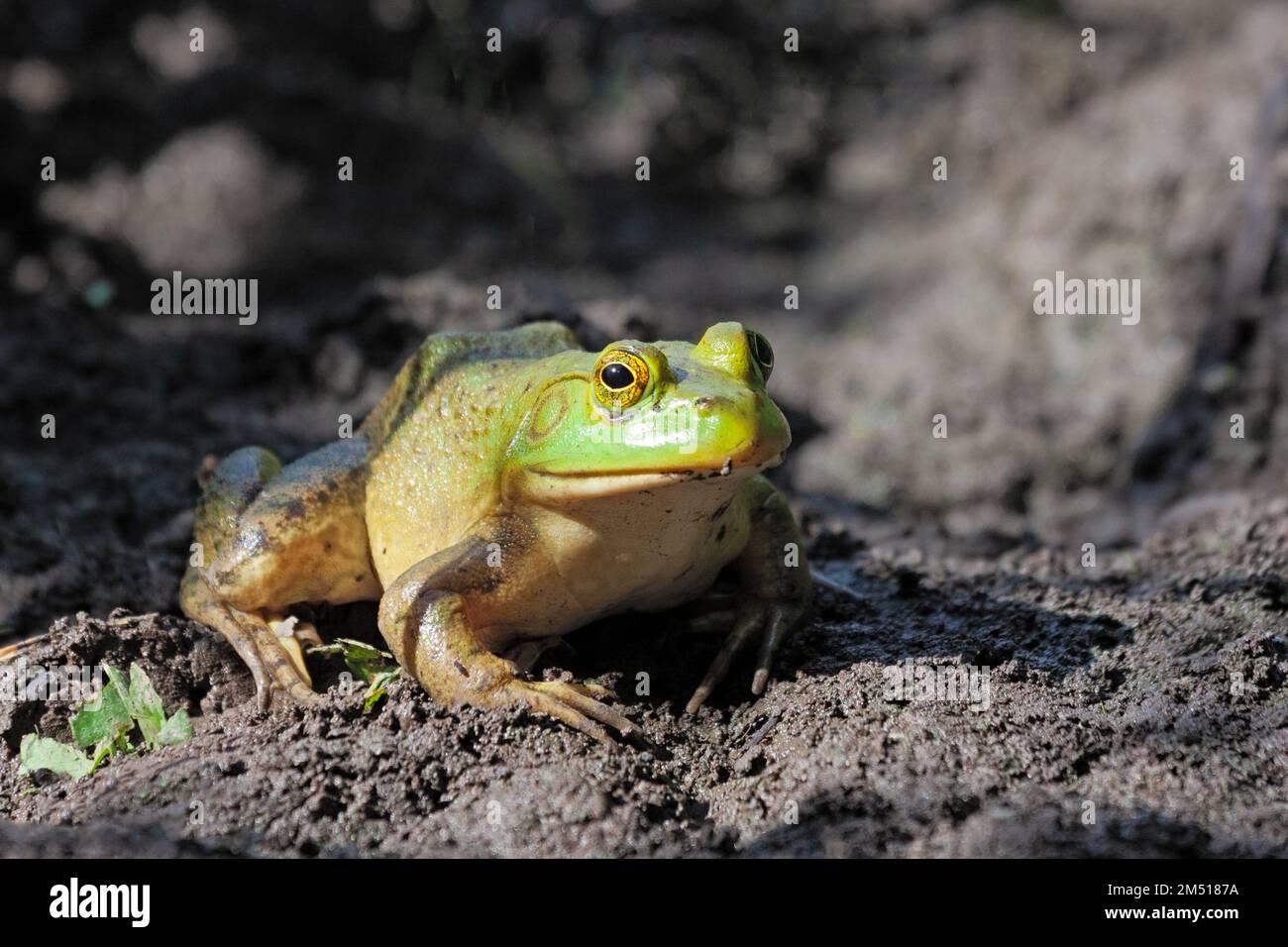American bullfrog with wide head, stout bodies, and long, hind legs