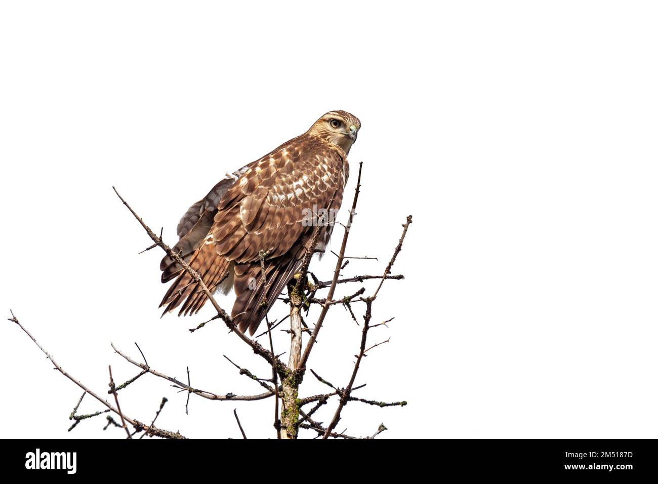 A red-tailed hawk perched on top of a pine tree with a white background background background Stock Photo