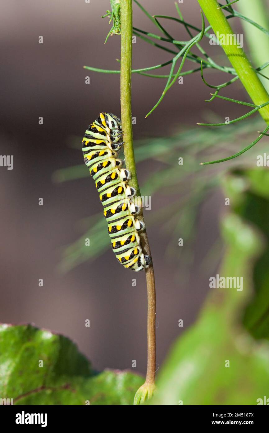 A caterpillar glides along a dill plant eating the leaves along the way