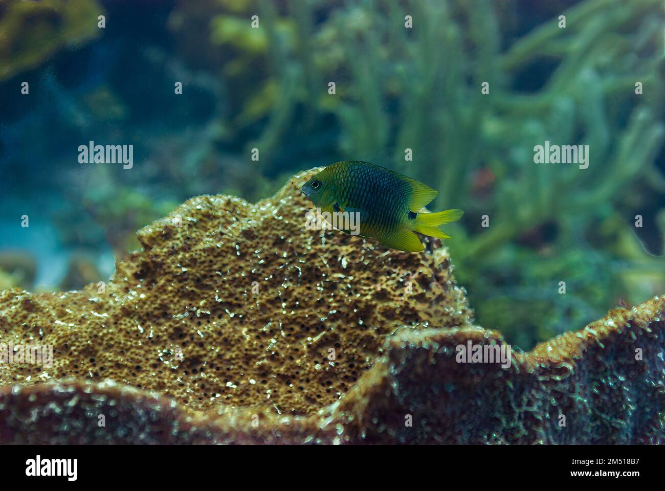Mature Threespot Damselfish stegastes planifrons hovering over coral Stock Photo