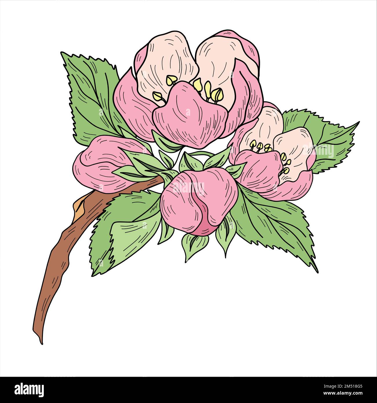 Vector apple branches with leaves, buds and flowers Stock Vector