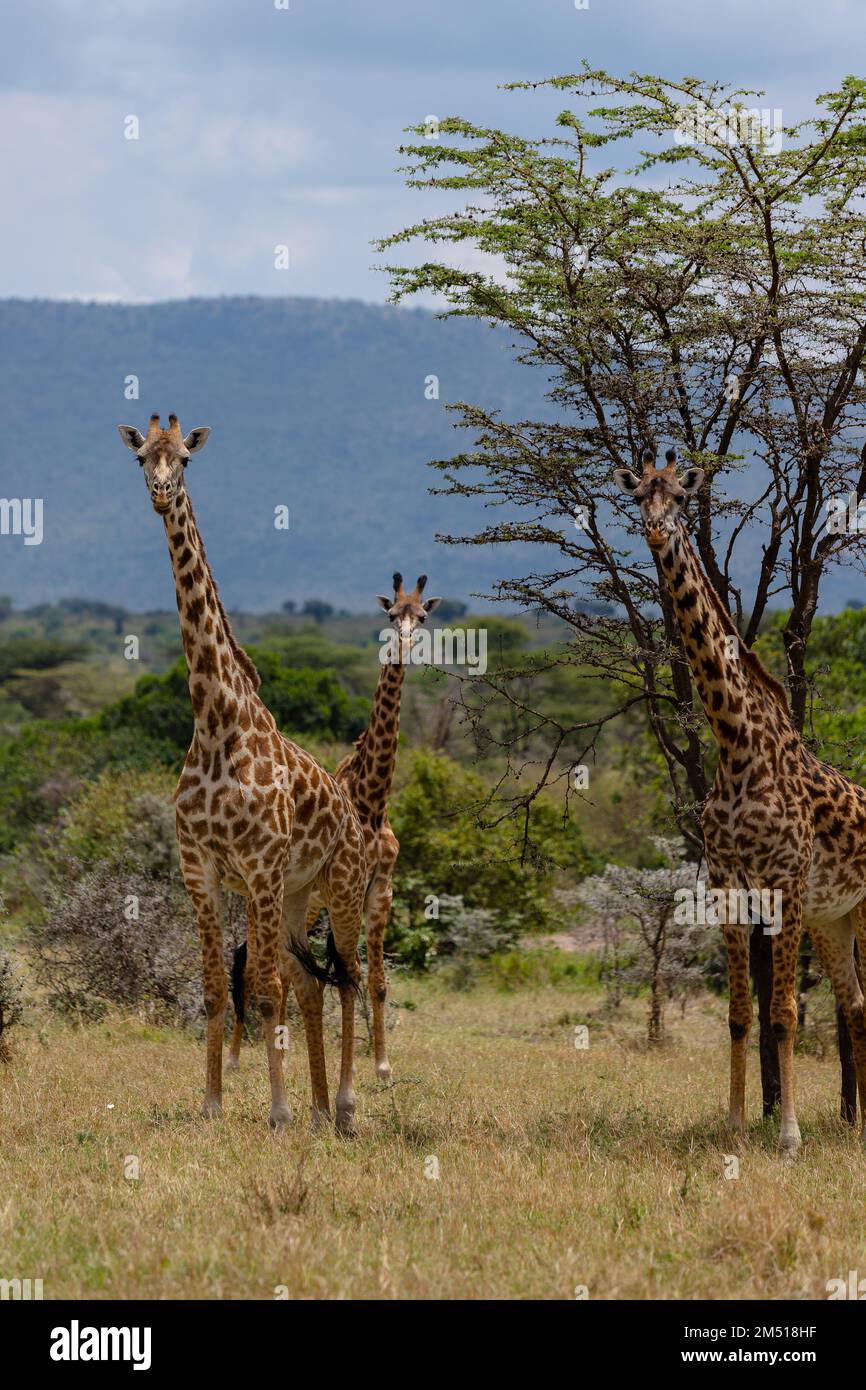 A vertical shot of Masai giraffes in the Masai Mara national reserve in ...