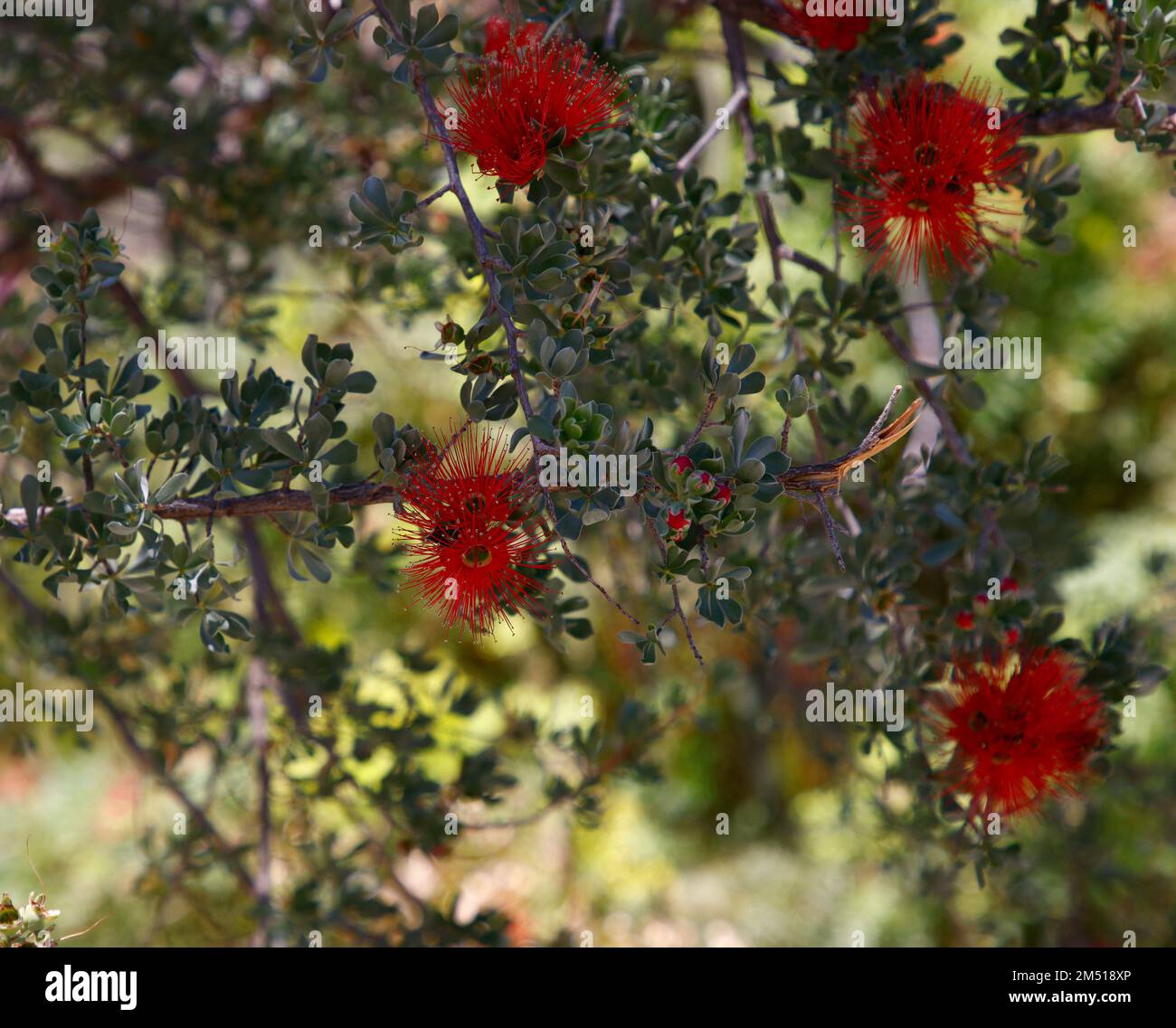 Closeup of the red flowering native Western Australian plant kunzea pulchella granite kunzea. Stock Photo