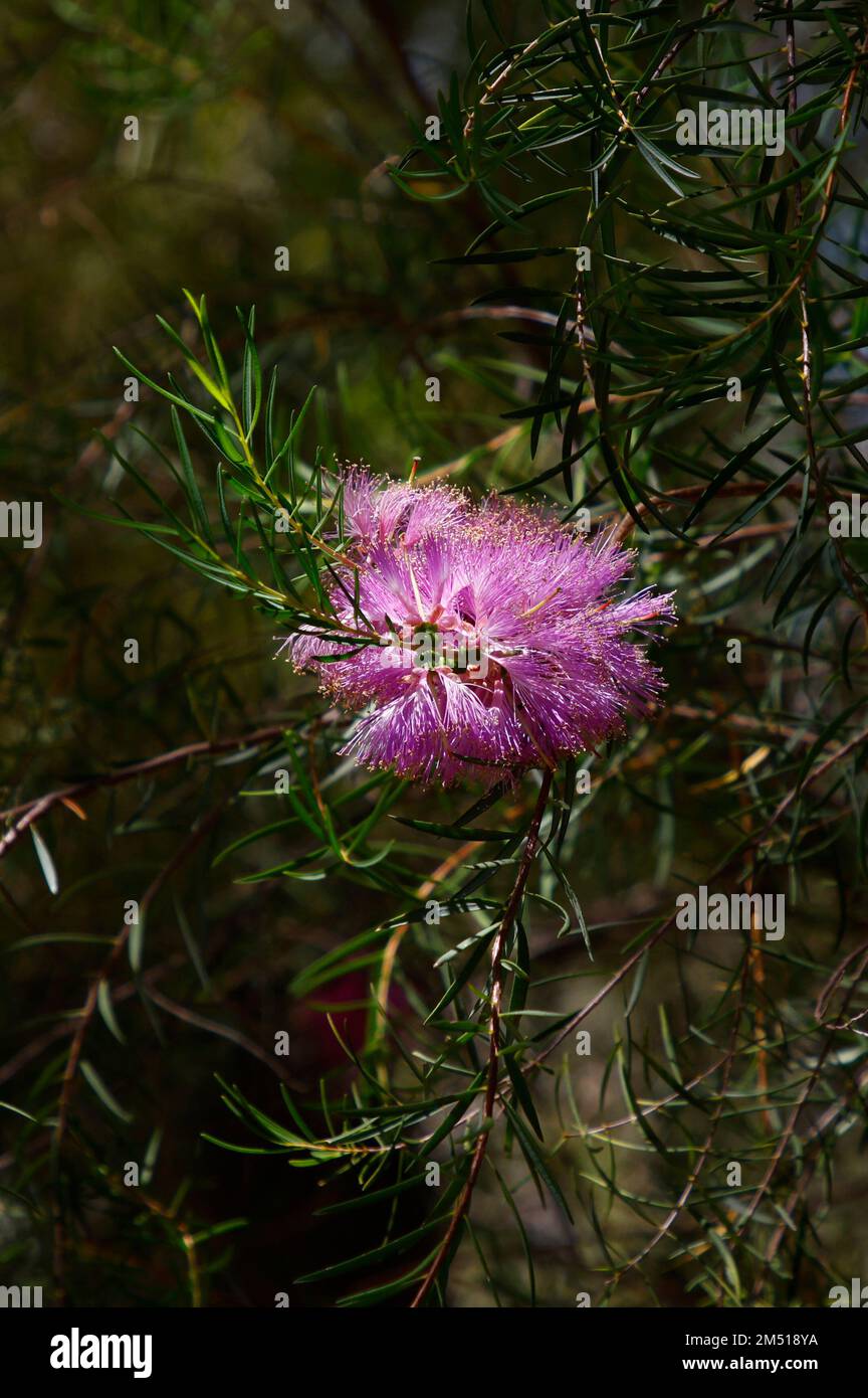 Closeup of the pink flower of the native Western Australian plant melaleuca fulgens steedmanii or scarlet honey myrtle. Stock Photo