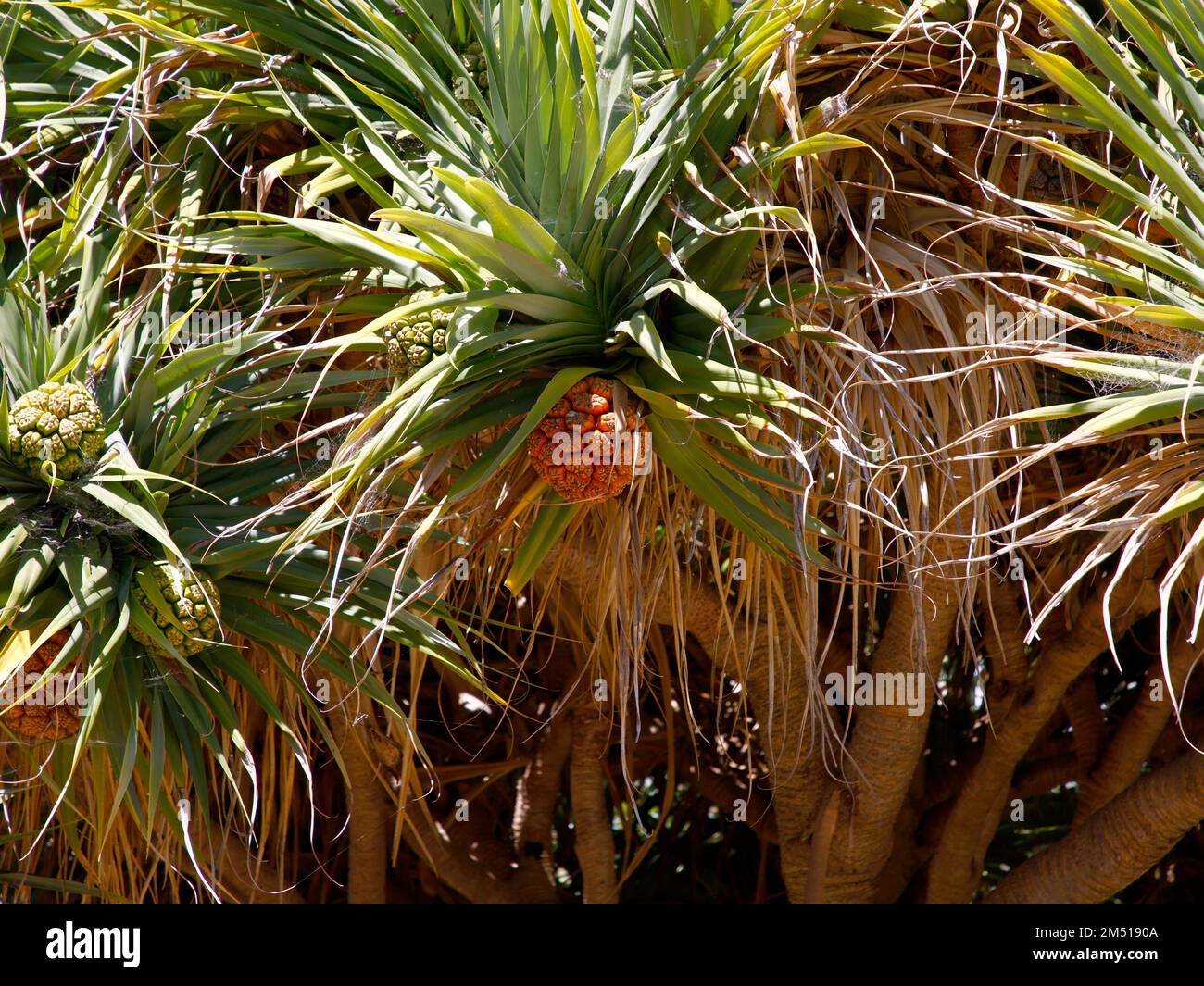 Closeup of the ripe orange fruits of the native Western Australian