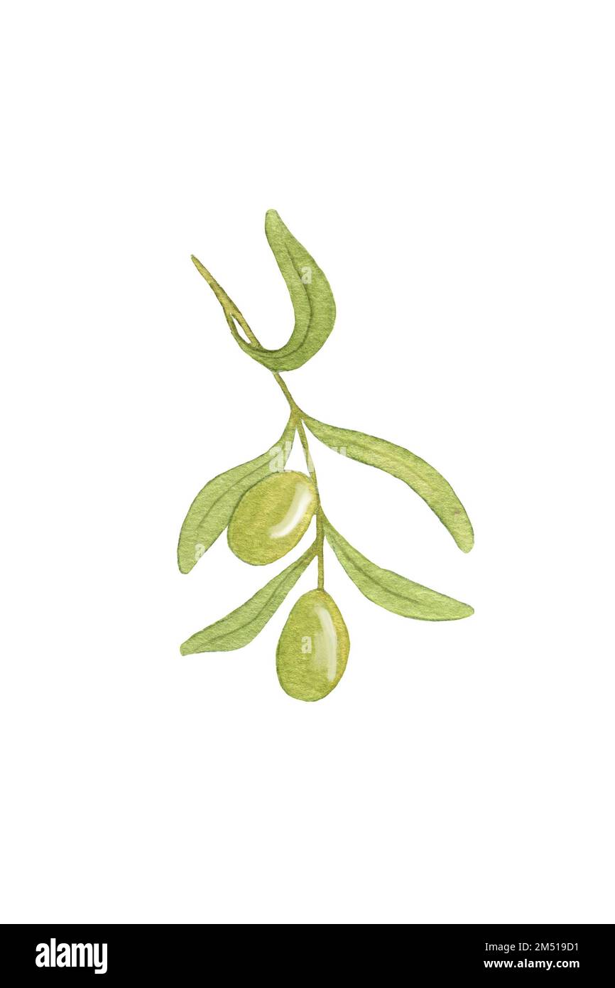 Olive branch. Watercolor Branch with Olives. Green Olives on Branch ...