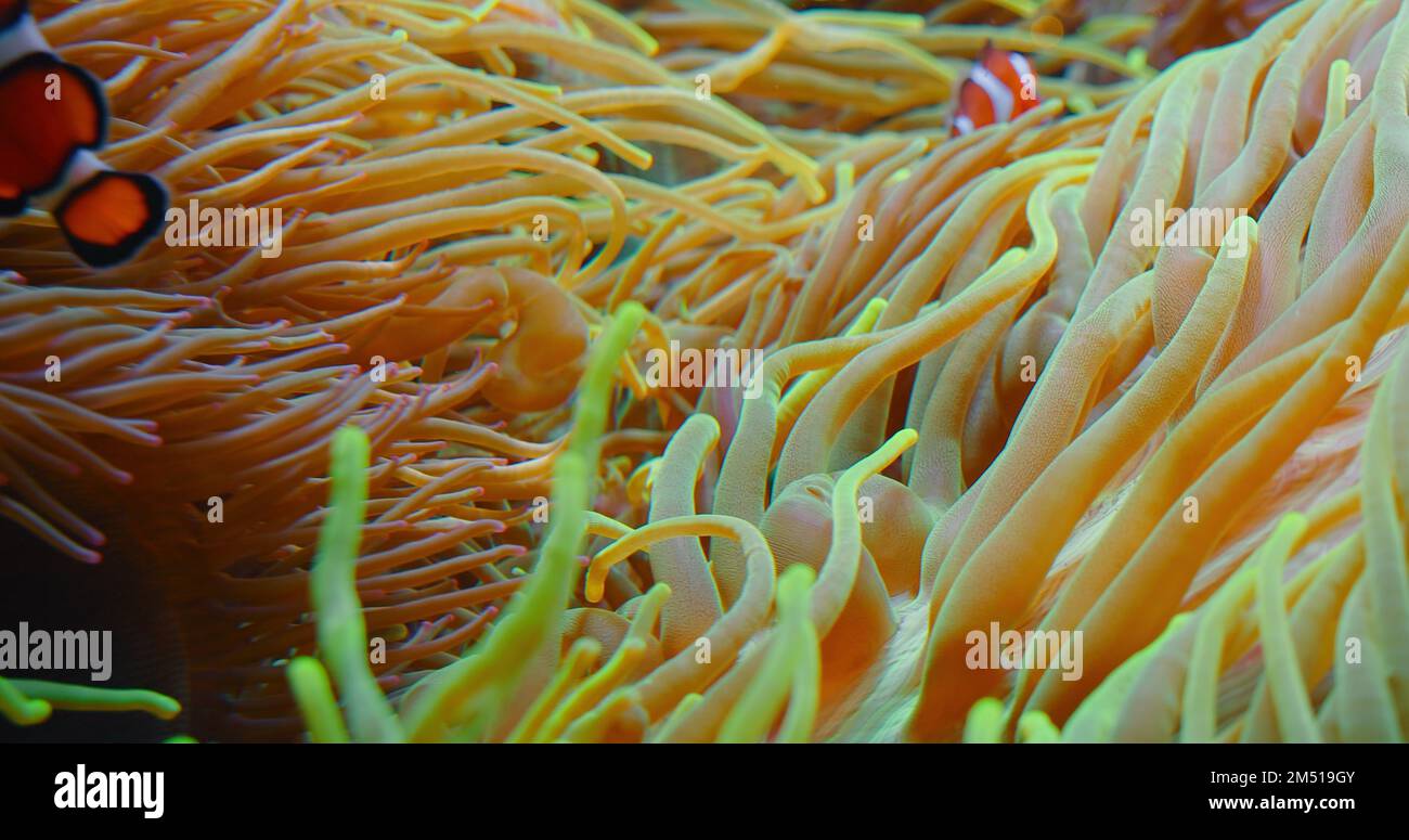 Clownfish swim in anemones on coral reef. Red Sea or two-banded anemonefish. Marine fish feeds on algae and zooplankton in the wild. Family Stock Photo