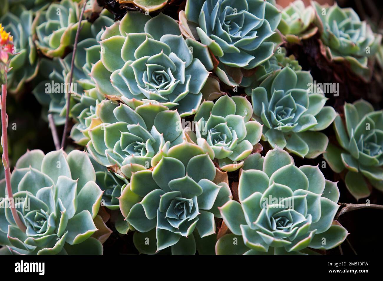 Compact rosettes  of Echeveria, family Crassulaceae. Closeup Stock Photo
