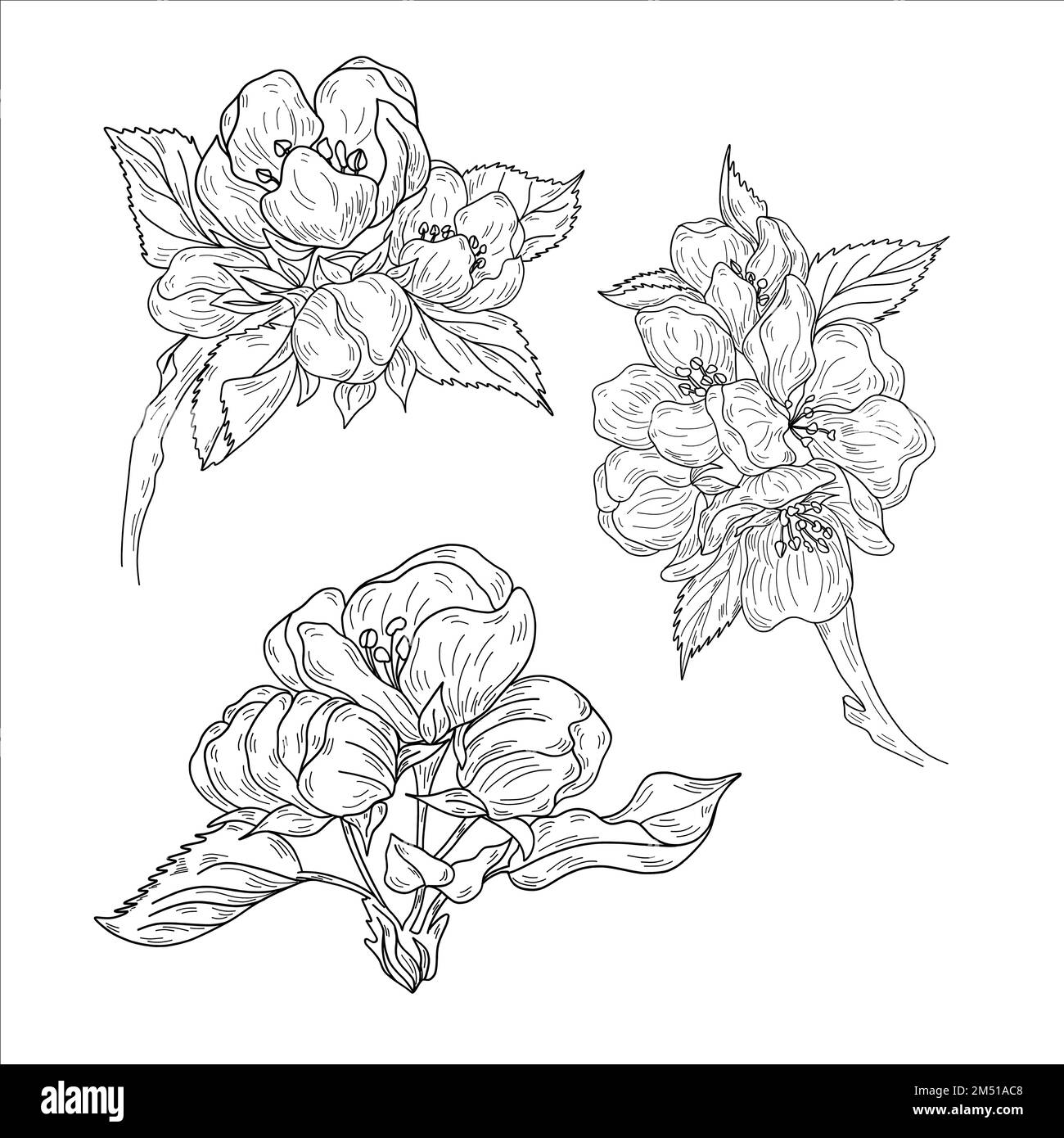 Vector Apple Branches With Leaves Buds And Flowers Stock Vector Image vector-apple-branches-with-leaves-buds-and-flowers-stock-vector-image
