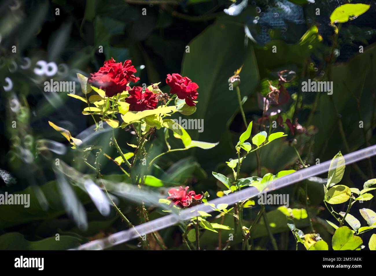 Red rose in bloom in a bush seen up close Stock Photo - Alamy