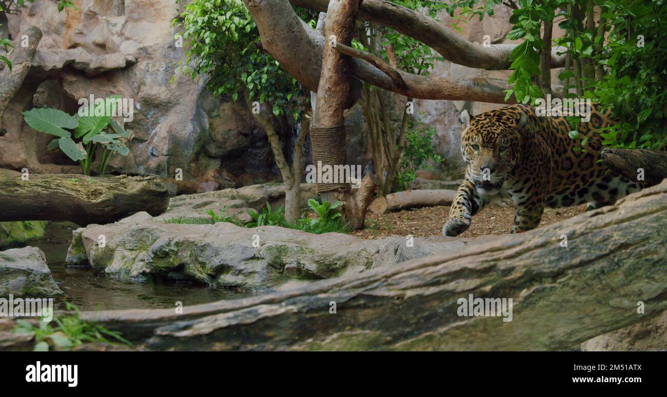 Spotted jaguar walk inside jungle forest on fallen tree trunk. Wild ...