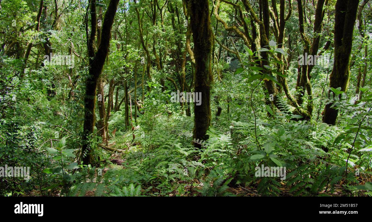 Subtropical and rainforest in the Canary Islands. Luminous like warm midday sun. Green like opulent forests. Joyful like a gentle breeze. Bizzare Stock Photo