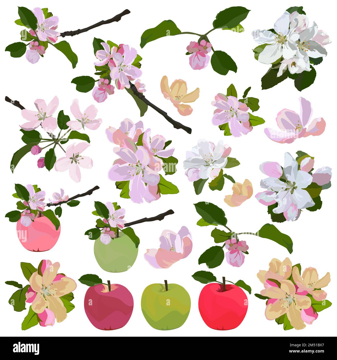 Apple Blossom And Fruit Set. Beautiful Apple Tree Flowers, Vector ...