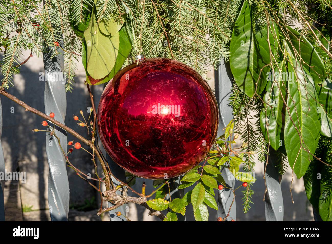 sunshine reflecting in a bright red christmas bauble with fir and laurel leaves in the background Stock Photo