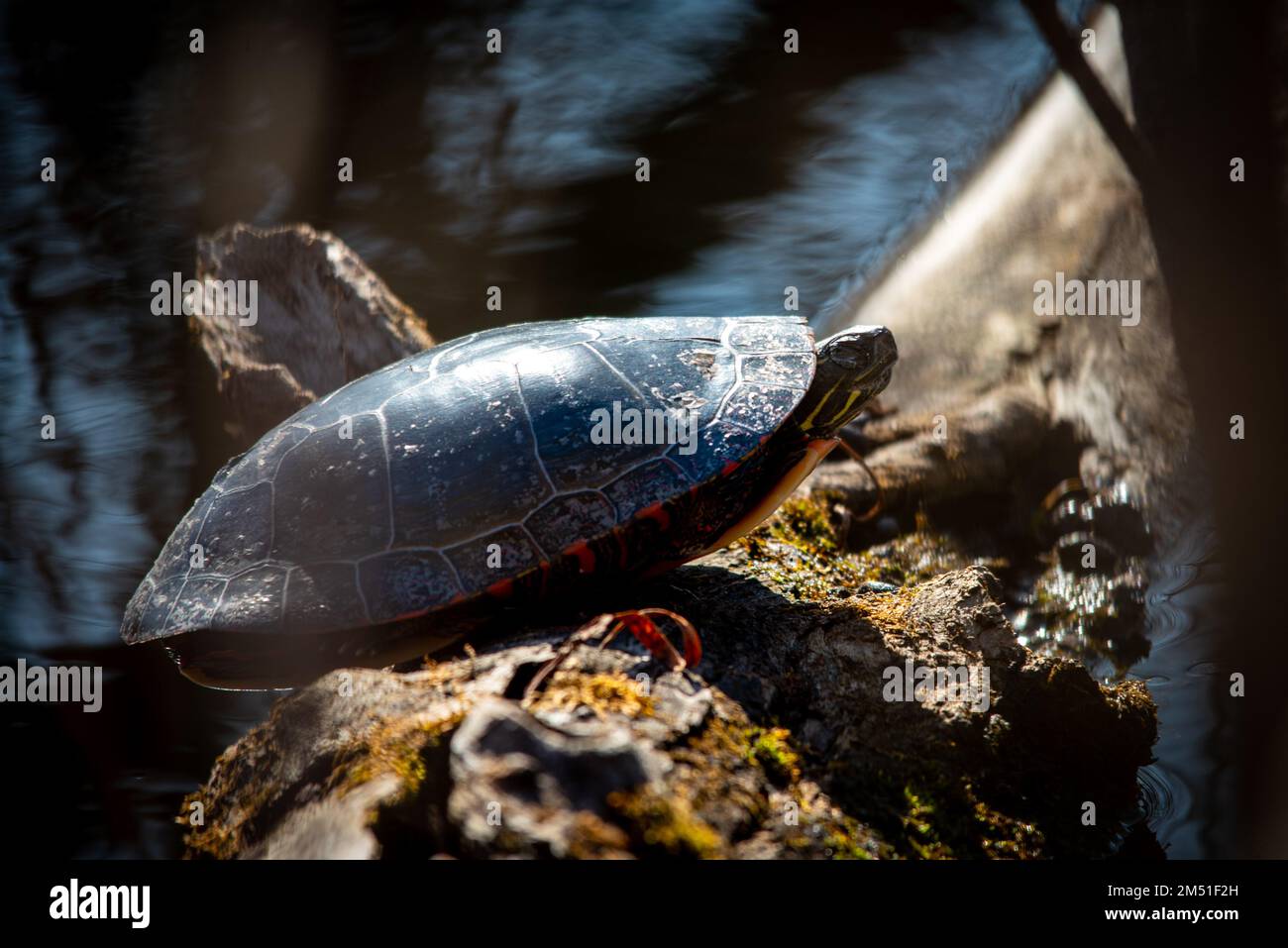 Tortue peinte hires stock photography and images Alamy