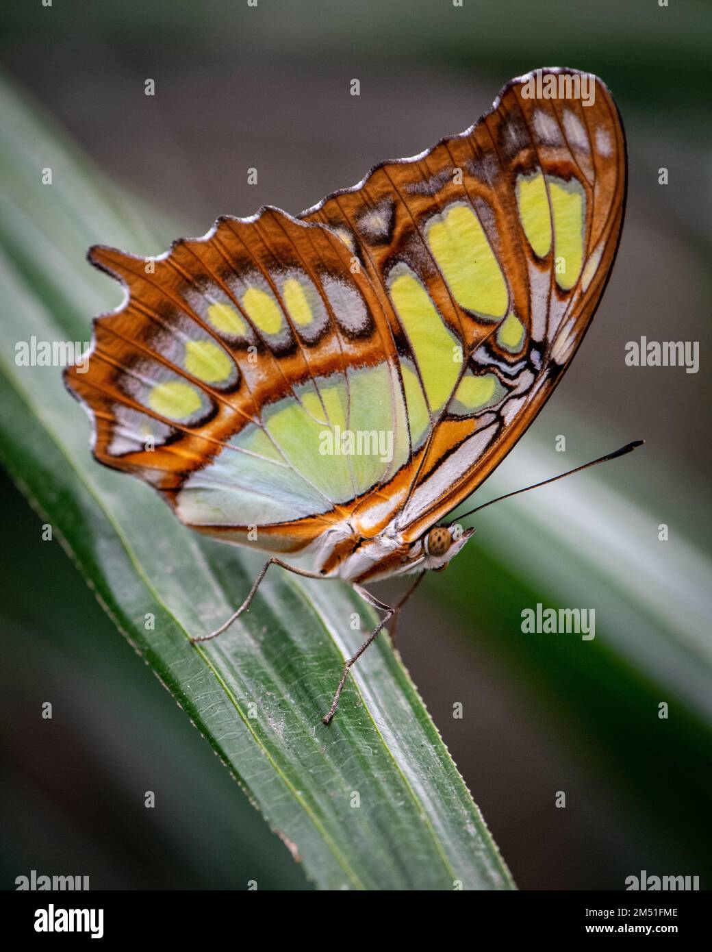 Malachite butterfly in a butterlfy conservatory, Niagara Falls Stock Photo
