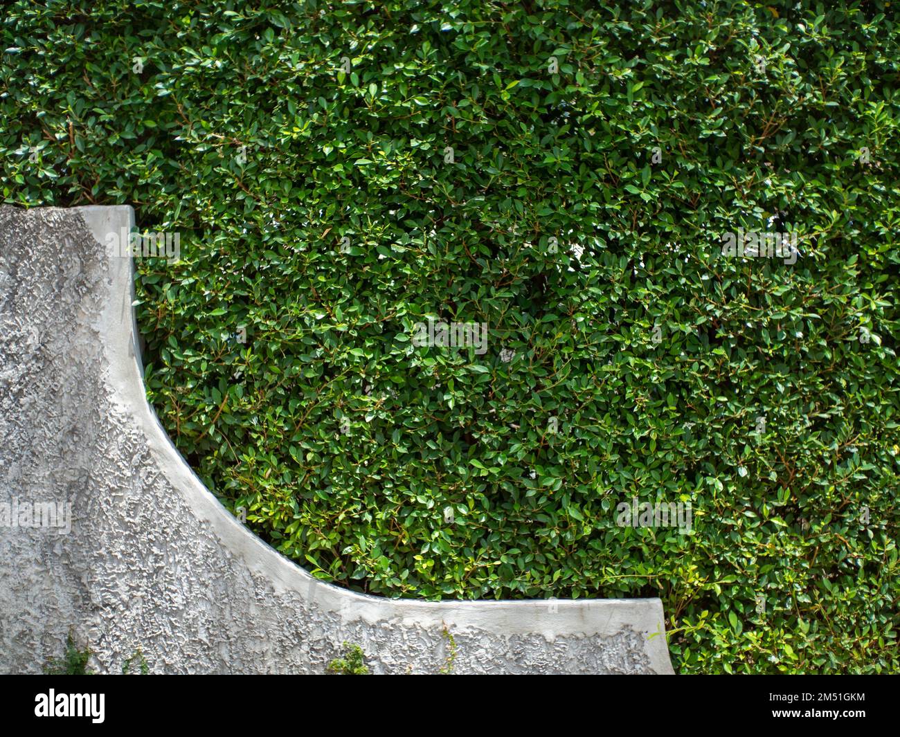 Wallpaper with plaster walls and leaves Stock Photo Alamy