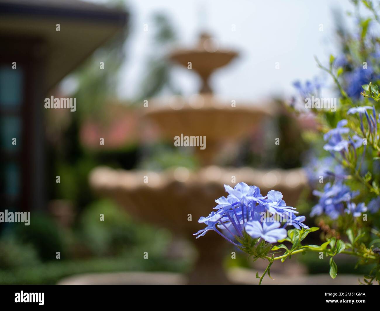 blue flower and Acient at Phitsanulok, Thailand. Stock Photo