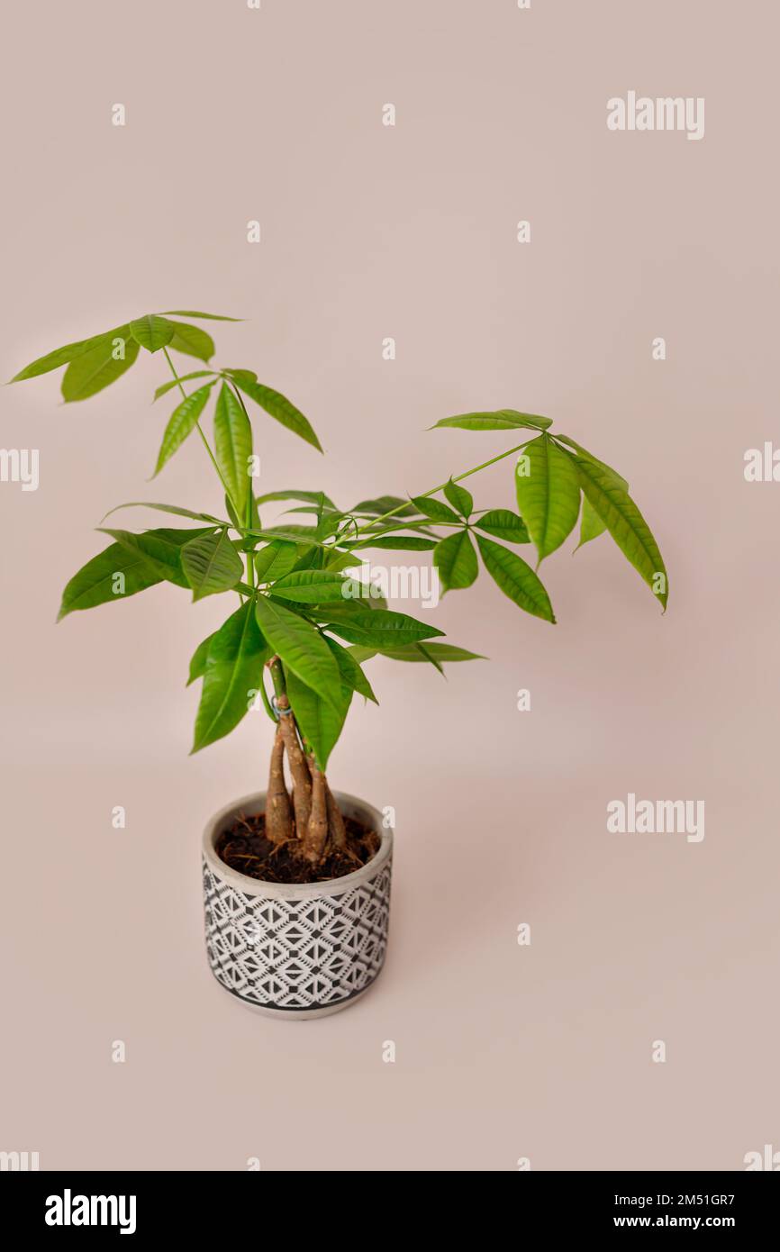 A Money Tree plant (Pachira Aquatica). Green pachira aquatica leaves on beige background. Stock Photo