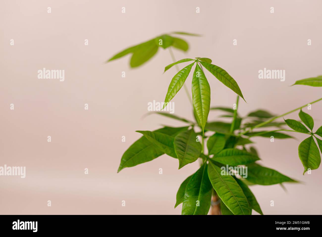 A Money Tree plant Pachira Aquatica. Green pachira aquatica leaves on beige background, pachira Stock Photo