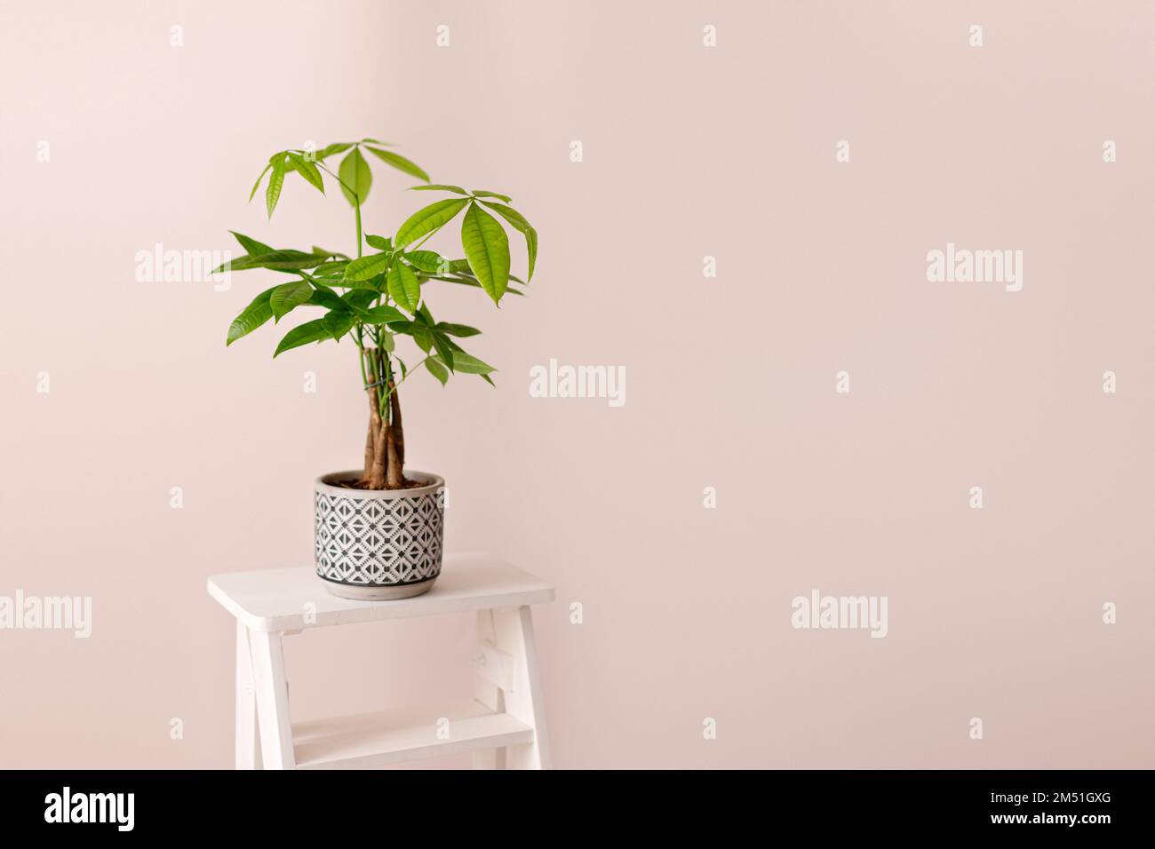 A Money Tree plant Pachira Aquatica. Green pachira aquatica leaves on beige background, pachira Stock Photo