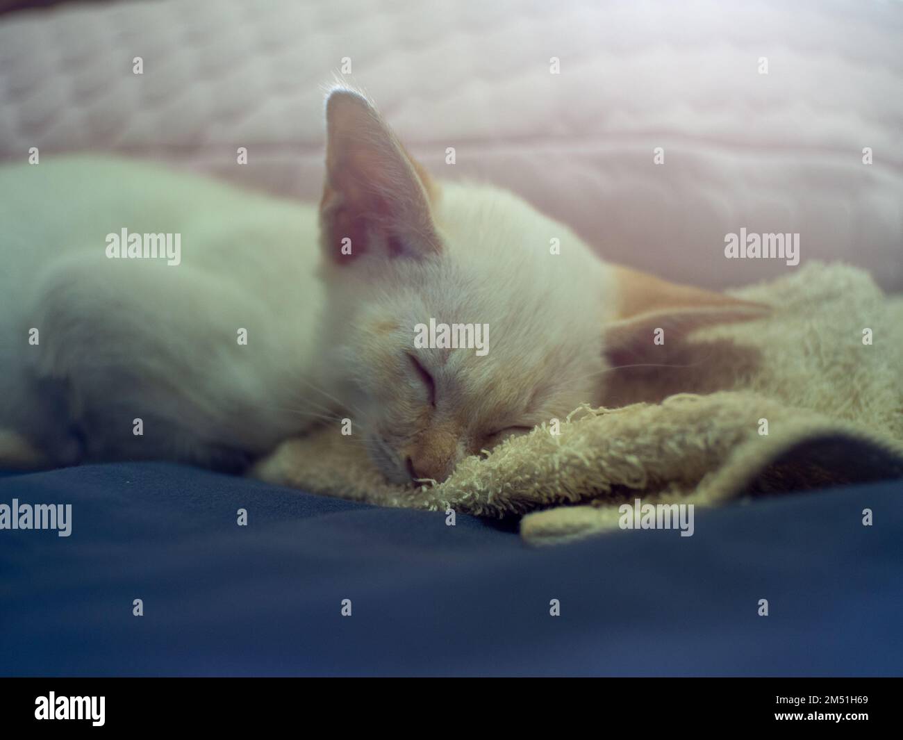white kitten sleeping on the bed Stock Photo - Alamy