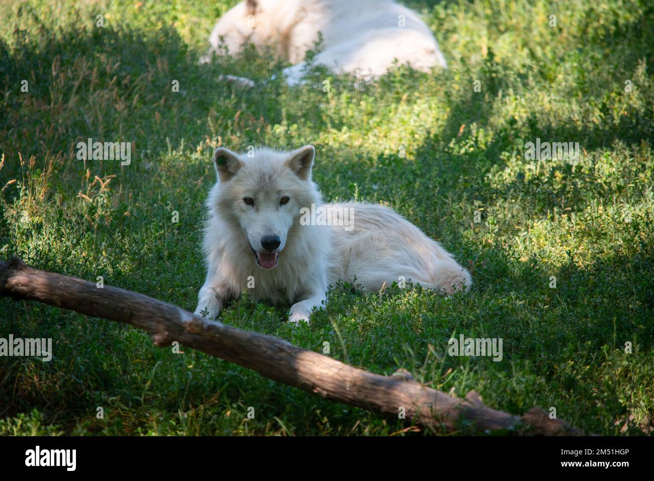 An Arctic wolf in Toronto zoo, Canada Stock Photo Alamy