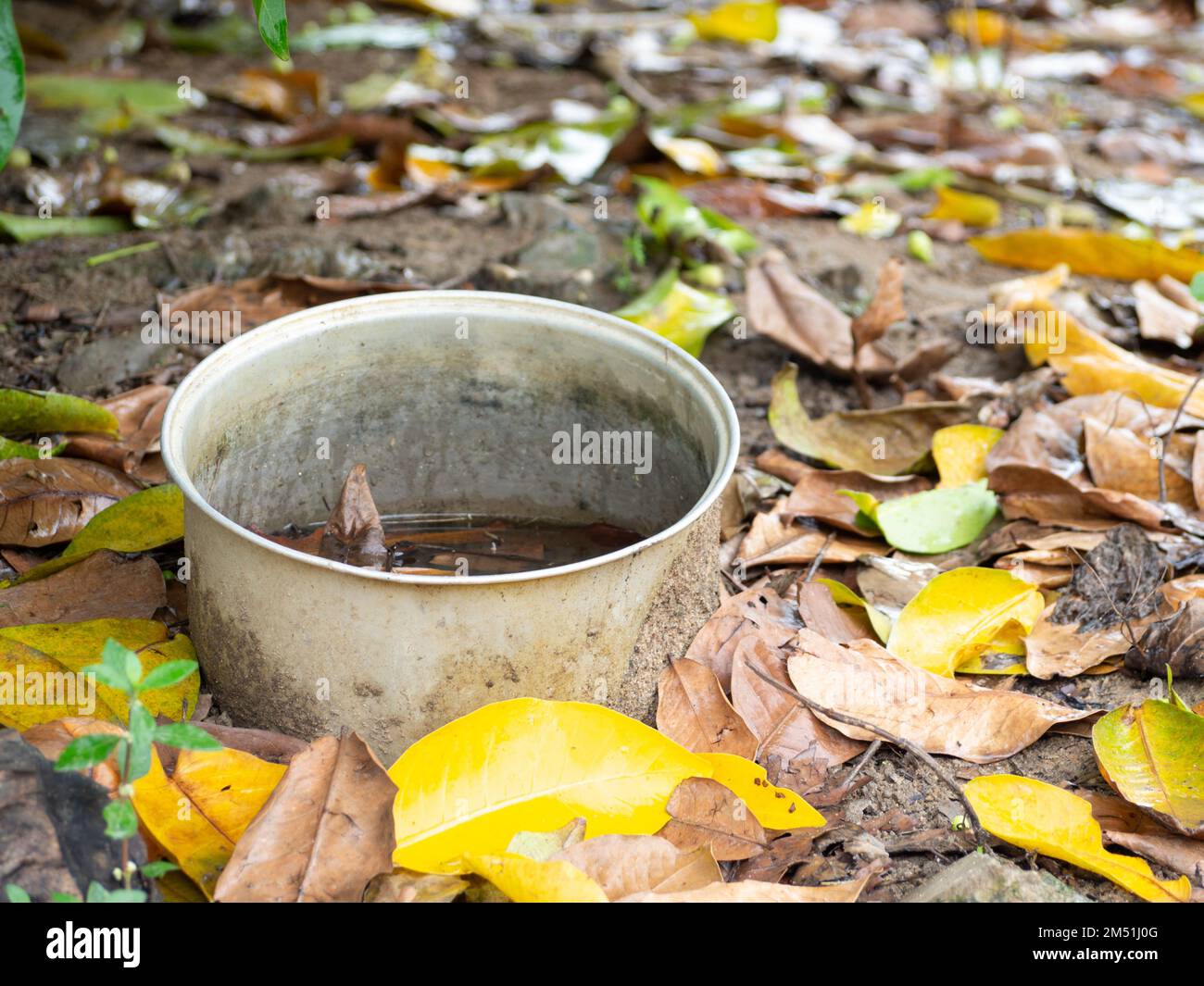Old rice cooker with waterlogged leaves and leaves Stock Photo Alamy