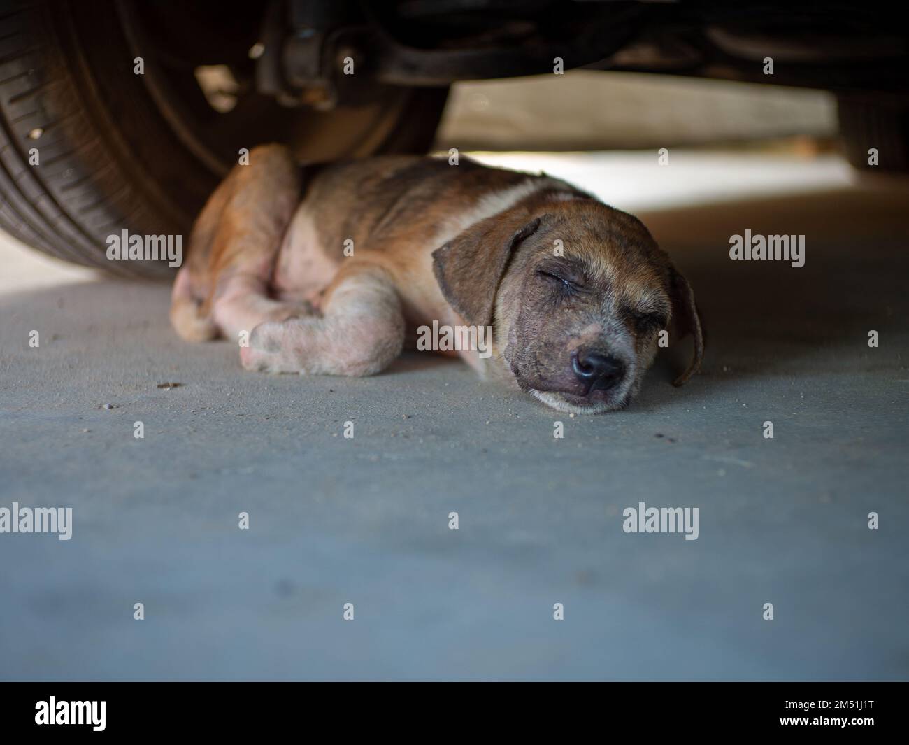 Little spotted dog sleeps under the car Stock Photo Alamy