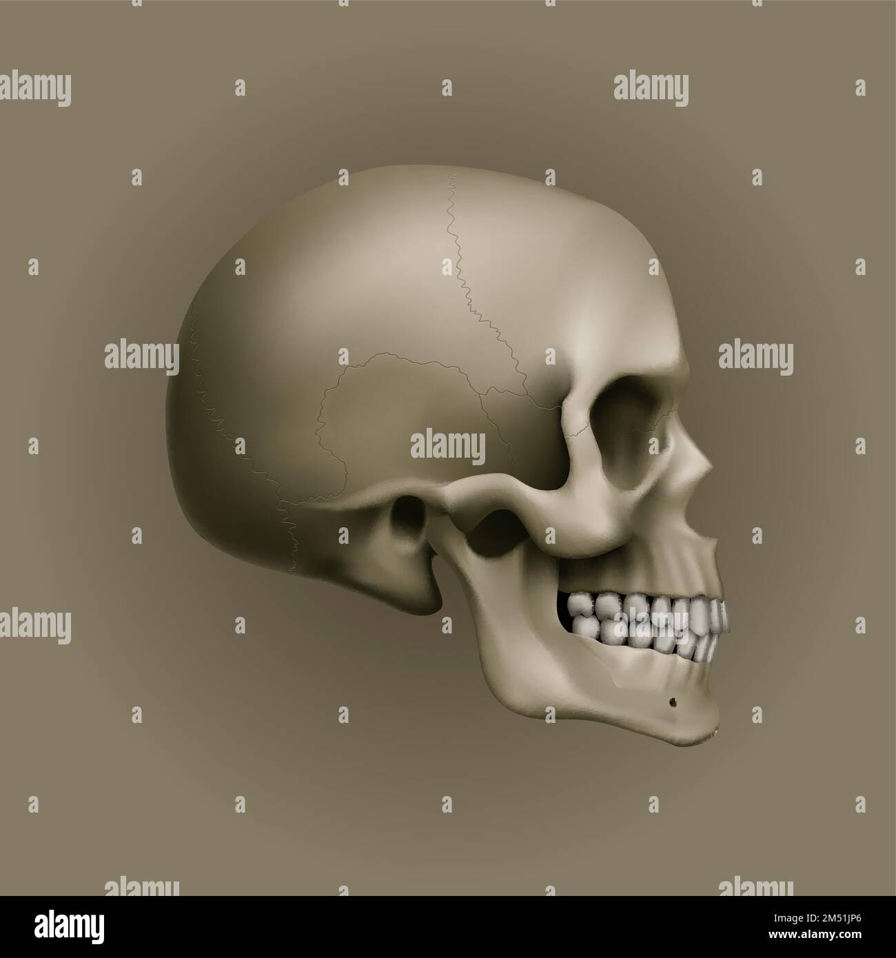 The Human Skull. Illustration for Medicine, Science or for a Game ...