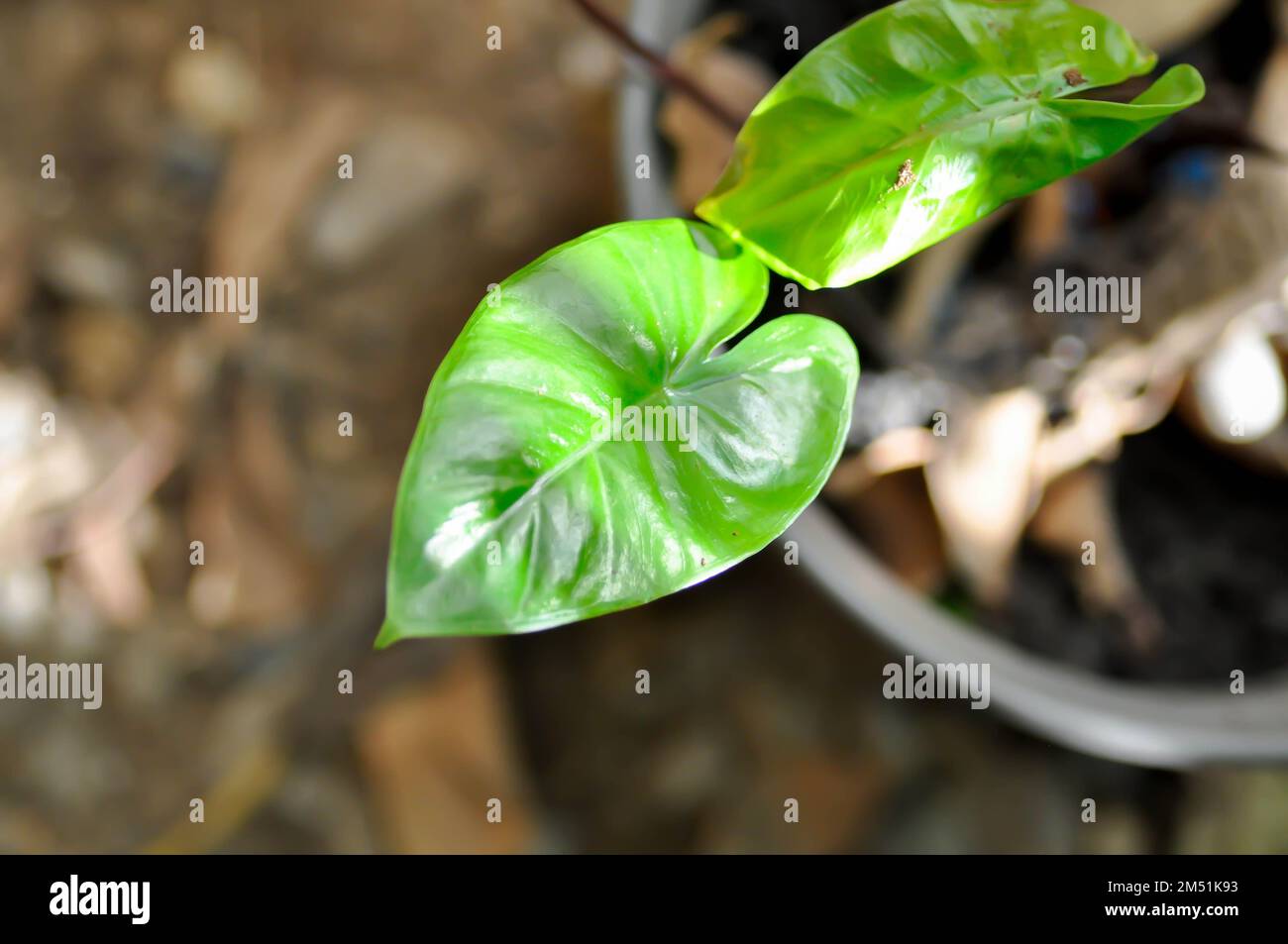 Xanthosoma sagittifolium L Schott, Ear elephant or Giant alocasia or ARACEAE or  black alocasia plant Stock Photo