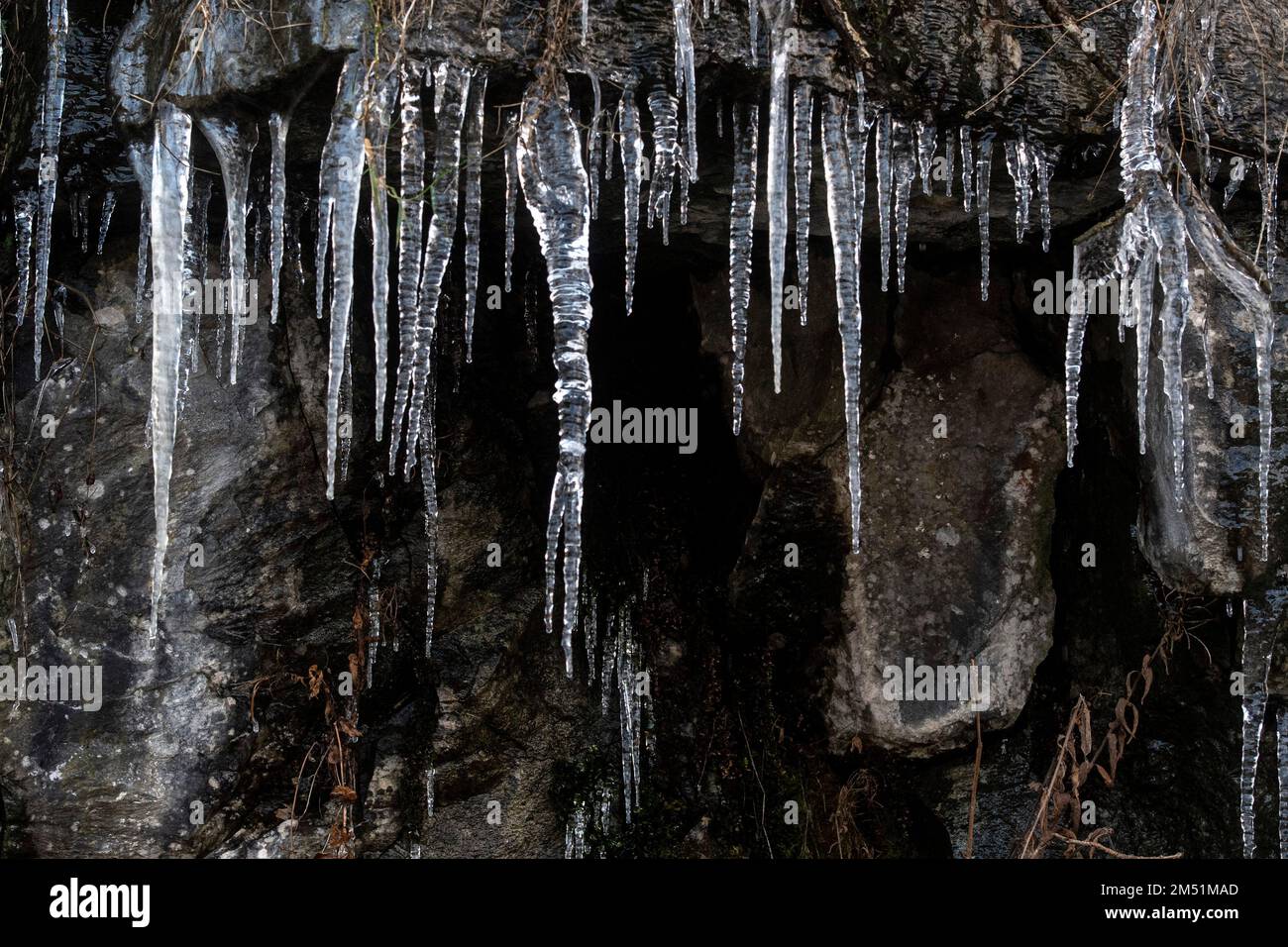 **NORMAL USAGE FEES APPLY**   Newbiggin, County Durham, UK - Friday 9th December 2022;   Big Icicles pictured in the County Durham village of Newbiggi Stock Photo