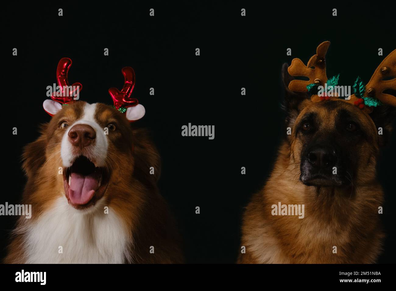 Concept of pets celebrating Christmas. Two purebred dogs in role of Santa helpers wear deer horns on their heads. Australian and German Shepherd are b Stock Photo
