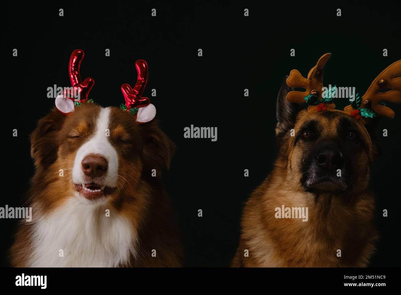 Concept of pets celebrating Christmas. Two purebred dogs in role of Santa helpers wear deer horns on their heads. Australian and German Shepherd are b Stock Photo