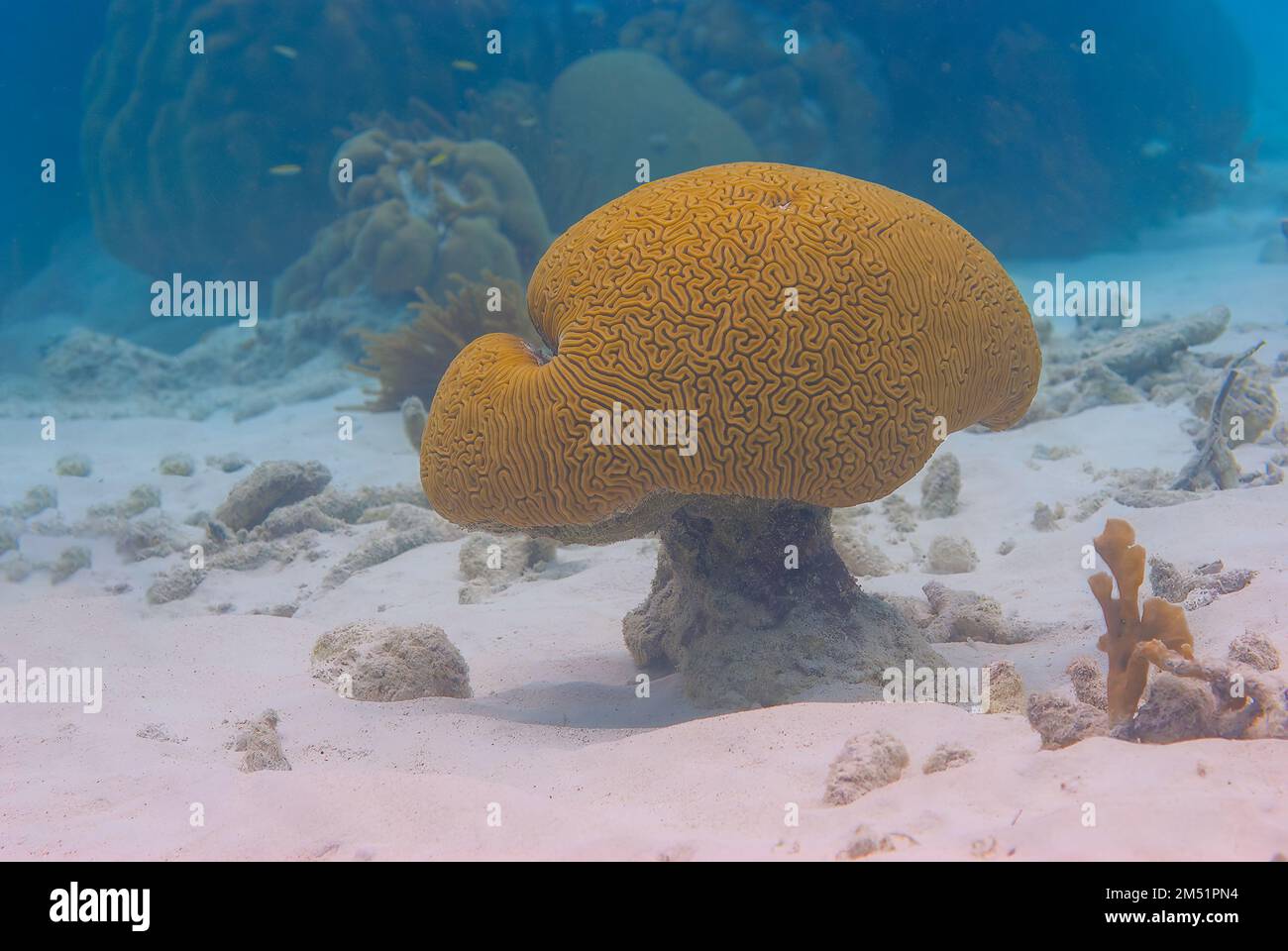 Large Grooved Brain Coral shaped like a mushroom Diploria labyrinthiformis Stock Photo
