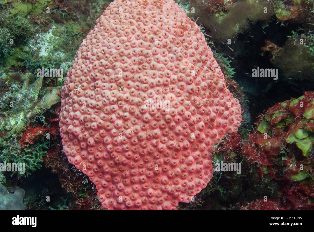 Great Star Coral Montastrea cavernosa with fluoresce red color Stock Photo