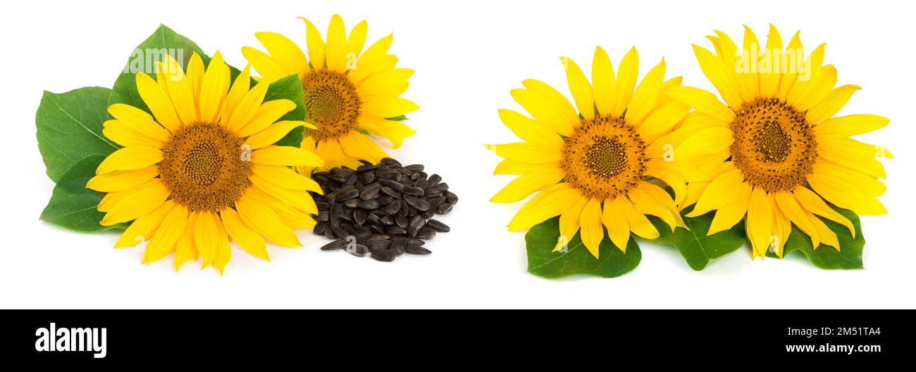 Two sunflowers with seeds and leaves isolated on white background Stock Photo