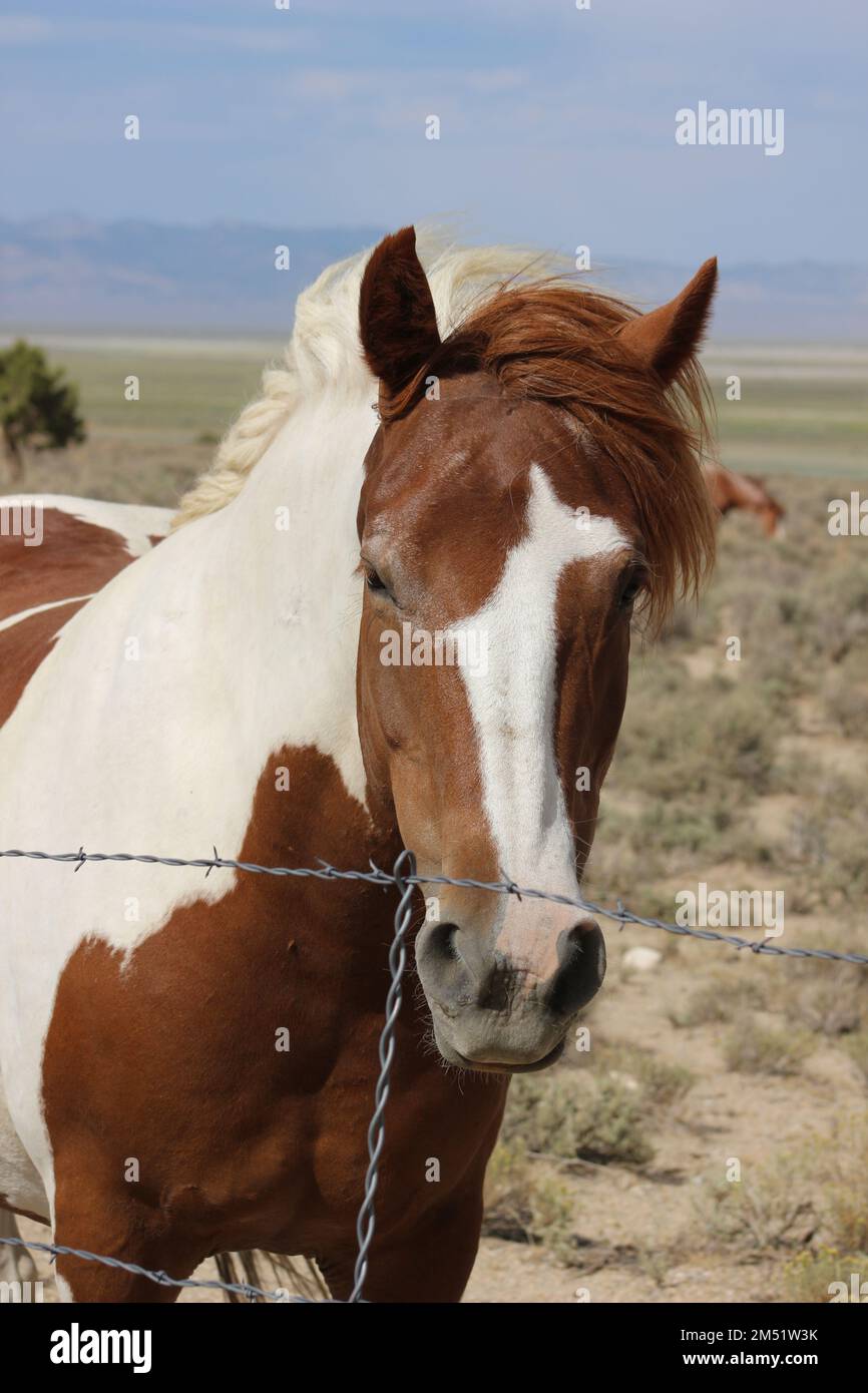 Portrait american paint horse hi-res stock photography and images - Alamy