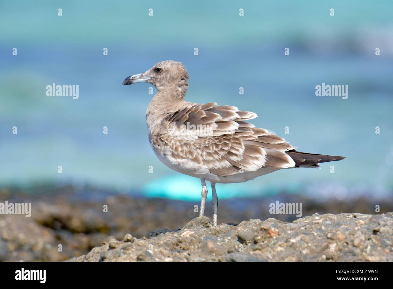 Whiteeyed gull, Ichthyaetus leucophthalmus, Red Sea gull Stock Photo