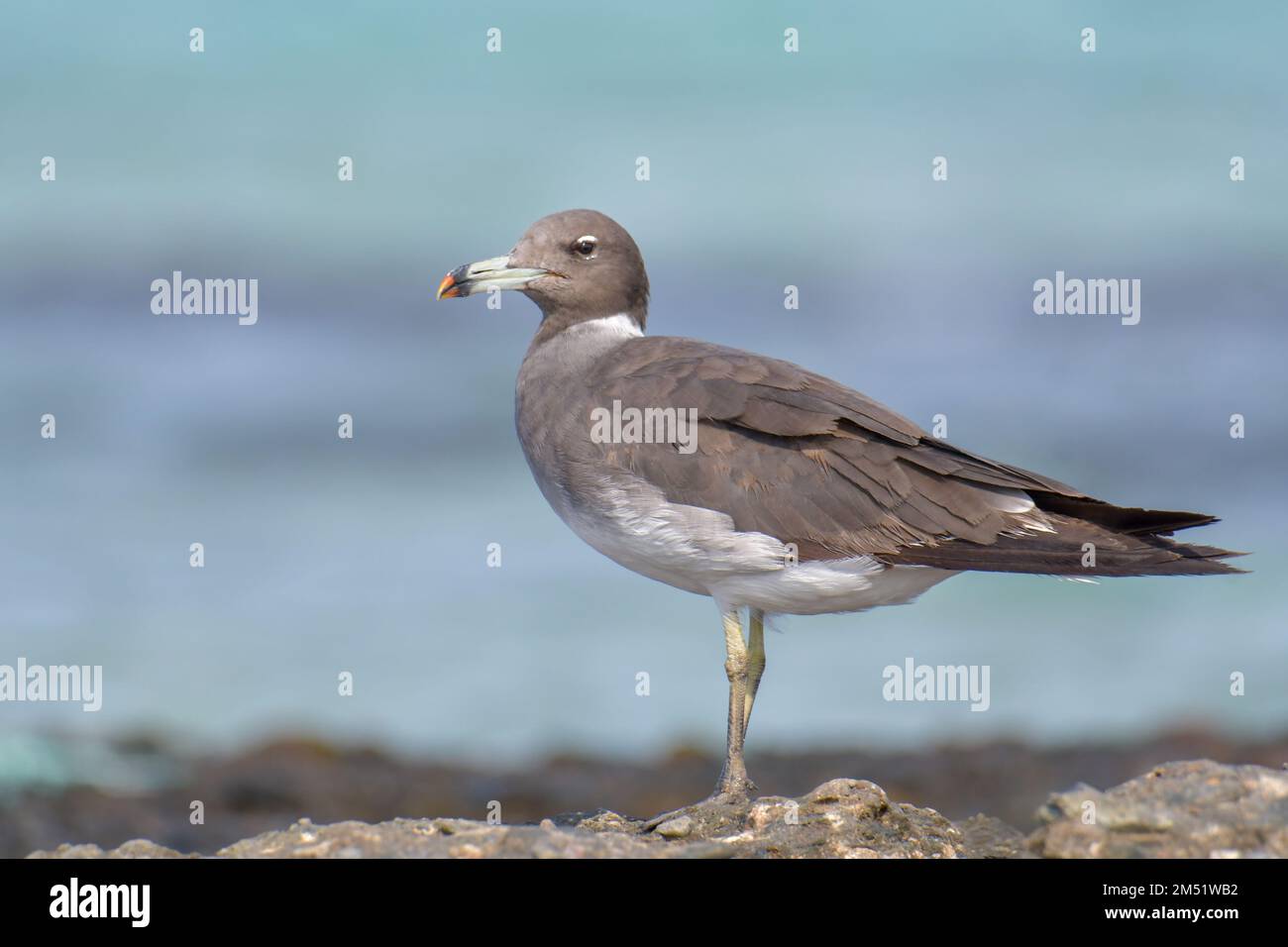 Whiteeyed gull, Ichthyaetus leucophthalmus, Red Sea gull Stock Photo