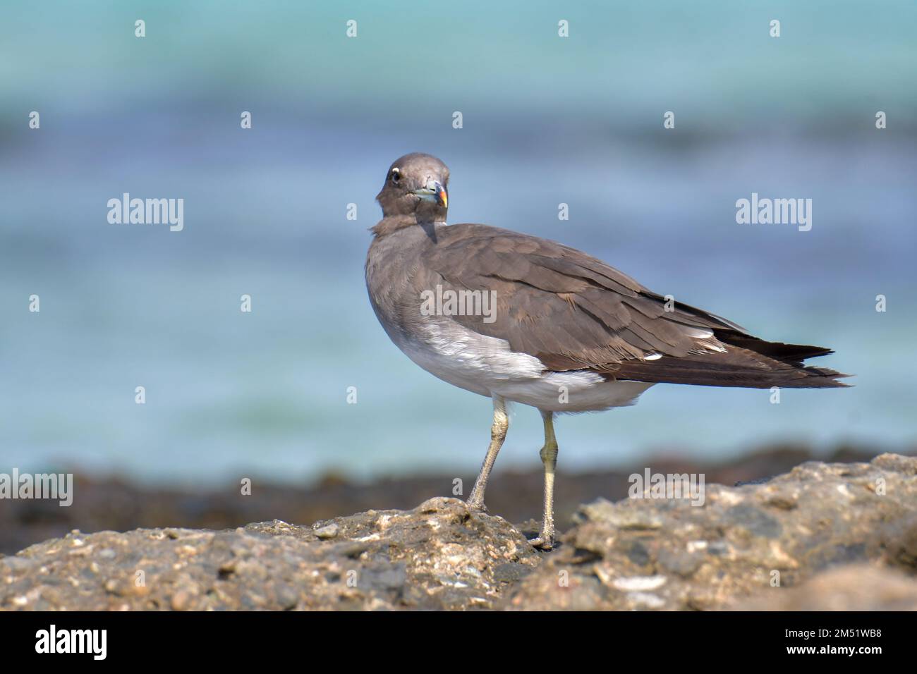 Leucophthalmus hires stock photography and images Alamy