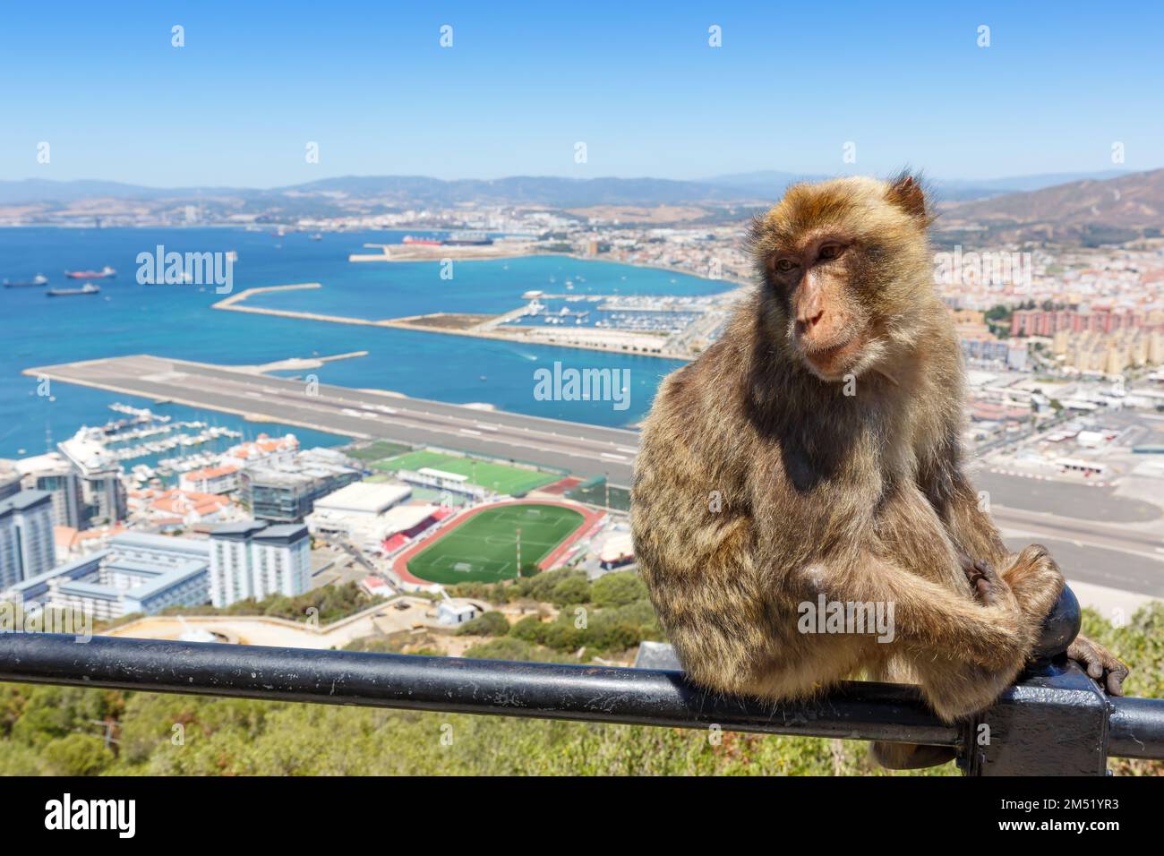 Gibraltar monkey monkeys airport travel traveling Spain travelling Stock Photo