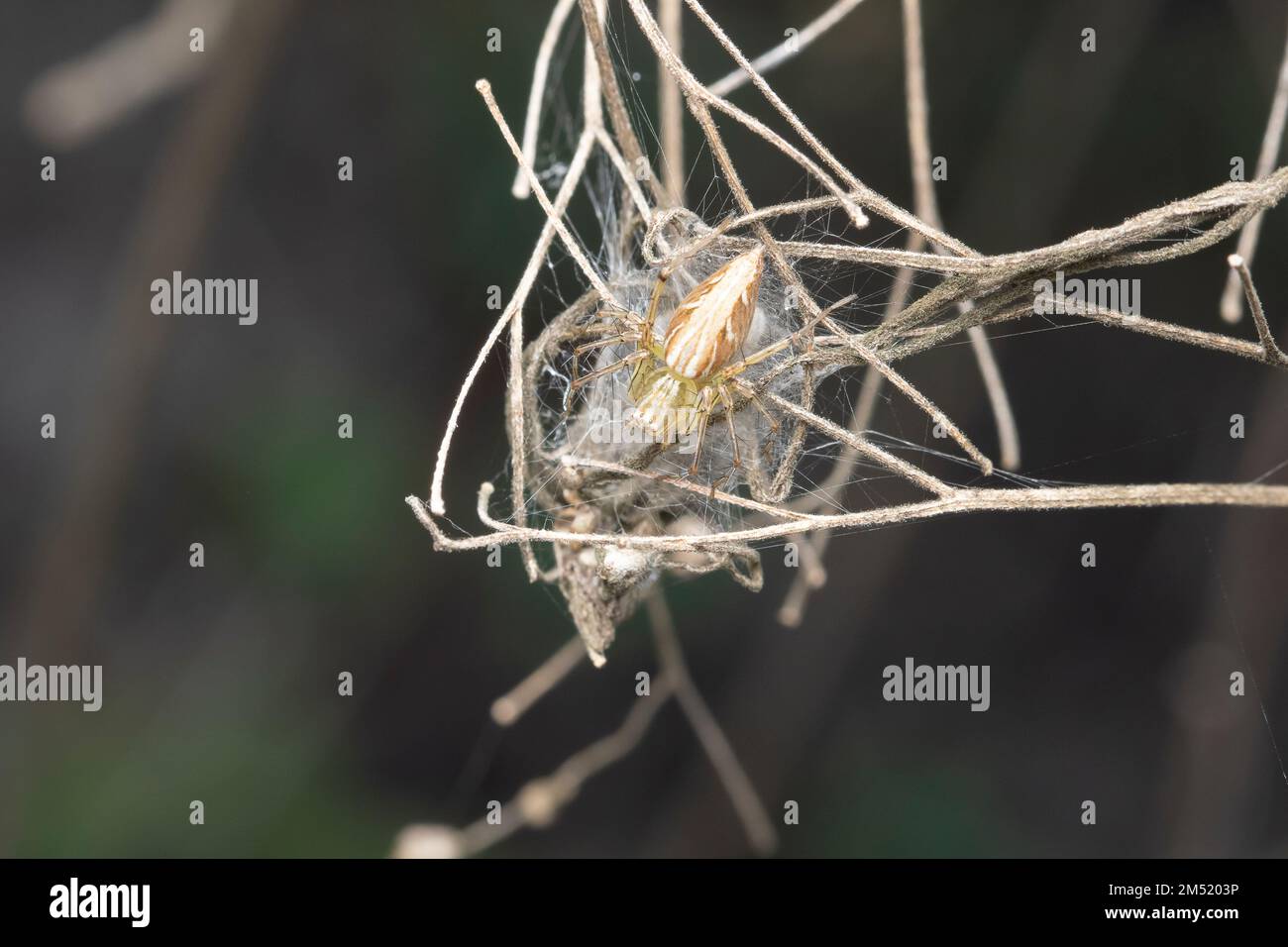 Lynx spider (Oxyopes sp) resting on its web Stock Photo