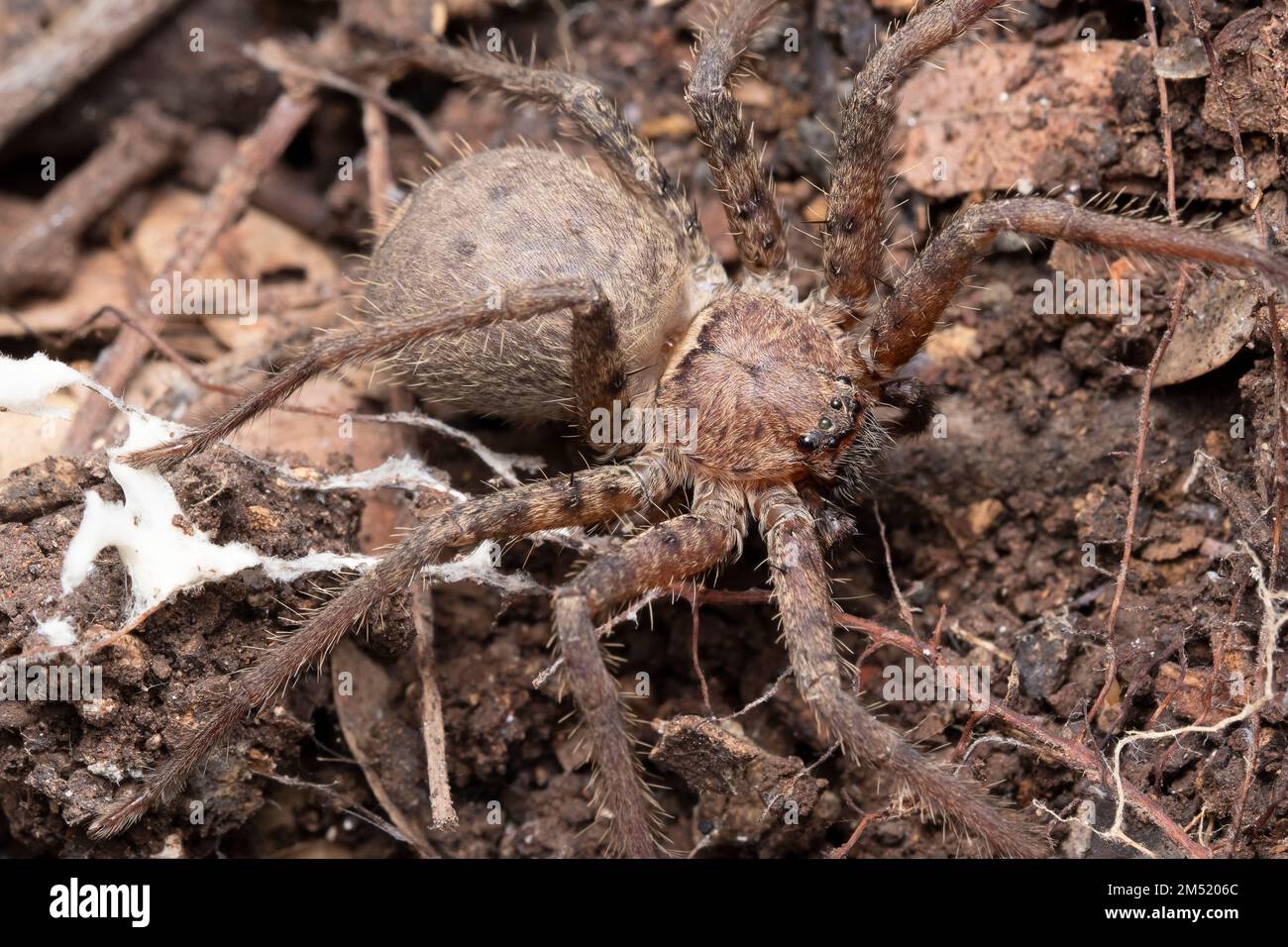 Closeup of huntsman spider (Heteropoda venatoria), Satara, Maharashtra, India 1 Stock Photo