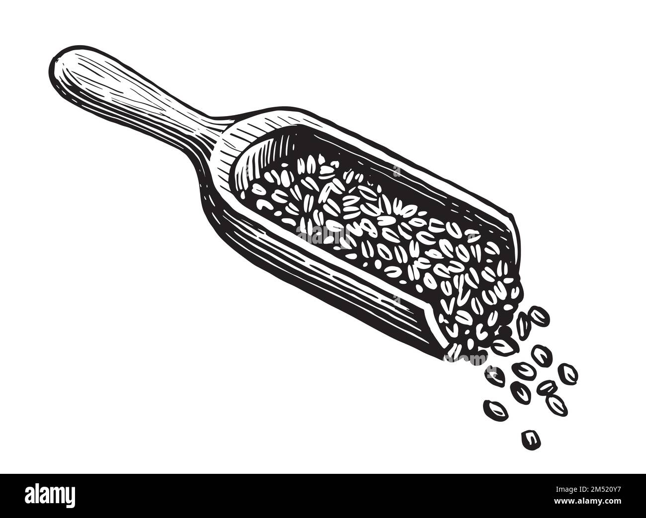 Coffee beans in a wooden scoop, sketch style. Preparing a fresh, invigorating drink with caffeine. Vintage vector Stock Vector